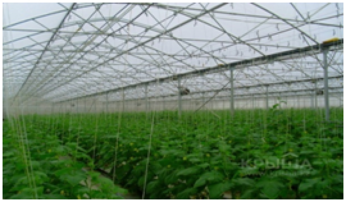 Строительство круглогодичного тепличного комплекса для выращивания овощных культур